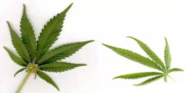 大麻、大麻素及合成大麻素,三者有何区别