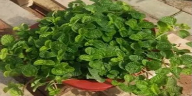 吸毒草有毒吗